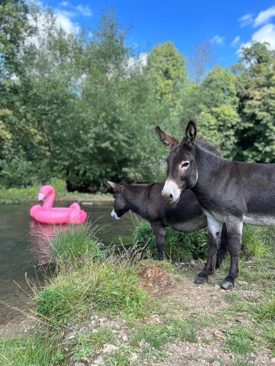 Hertford Farm riverside camping firepit bbq Campground/ 
RV Resort in Hertford