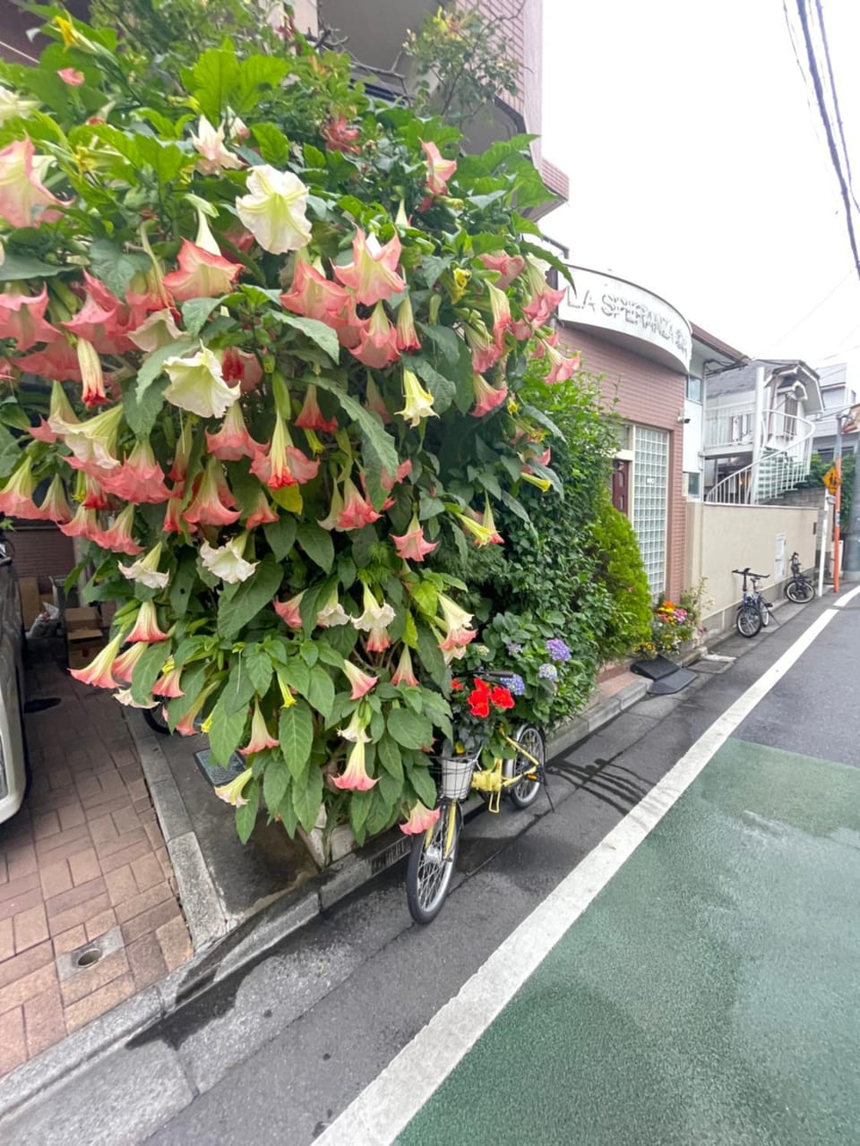 新宿庭院の屋-Shinjuku Garden Home -28 square meters king size bed garden room Apartment in Shinjuku