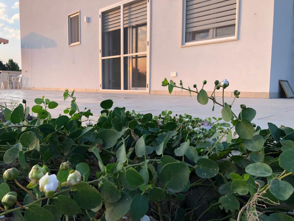 Property building, Garden, Garden view