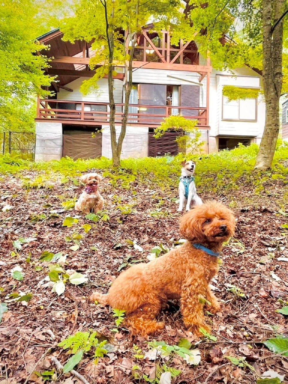 Yatsugatake Villa FOREST&DOG - Vacation STAY 53545v House in Japan