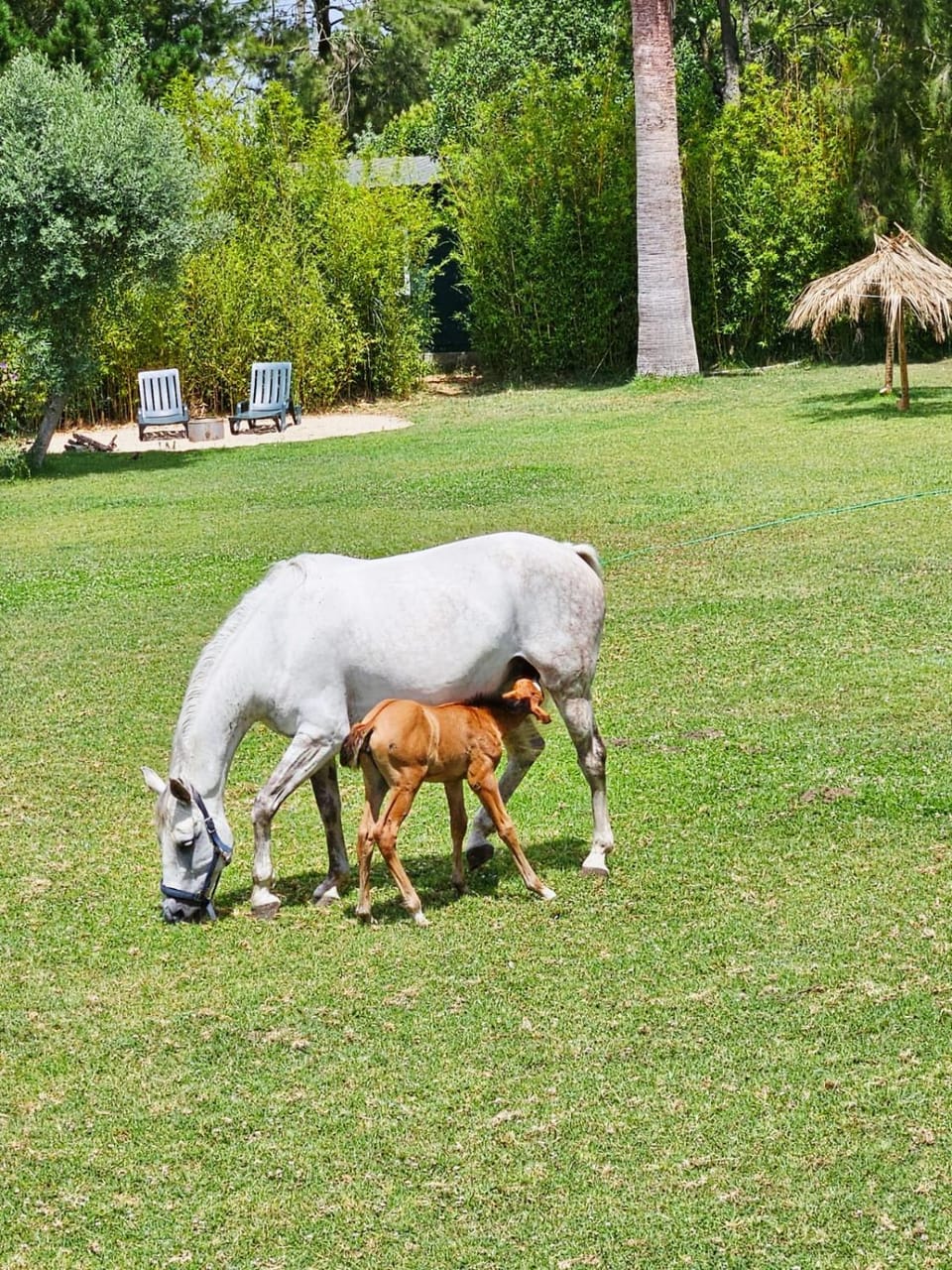 Animals, Garden view