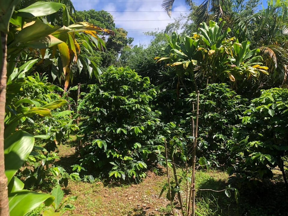Day, Garden view