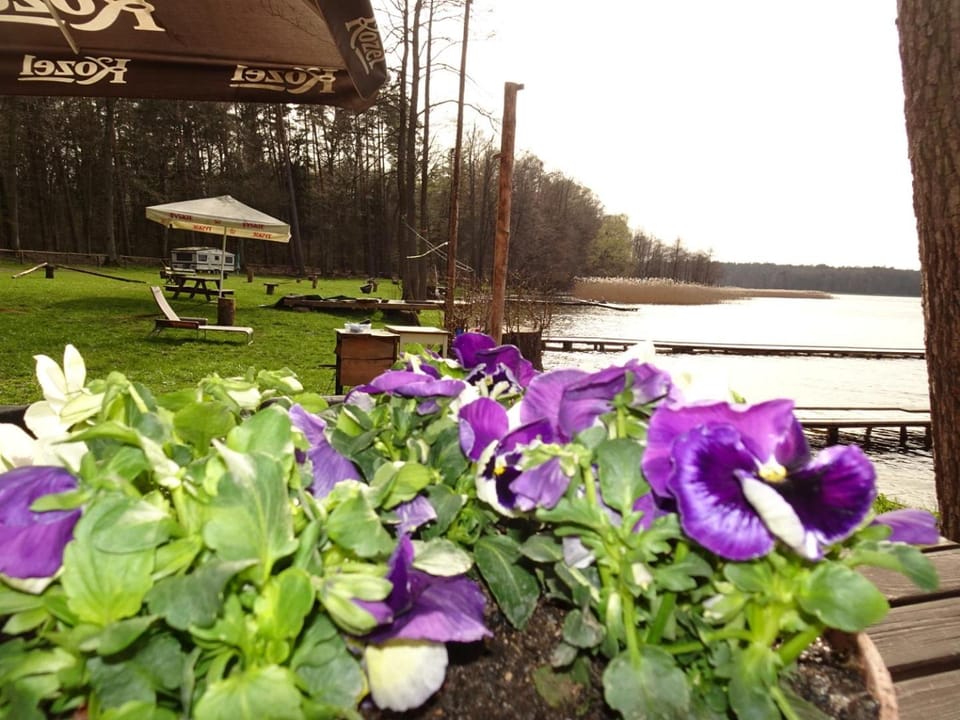 Lake view