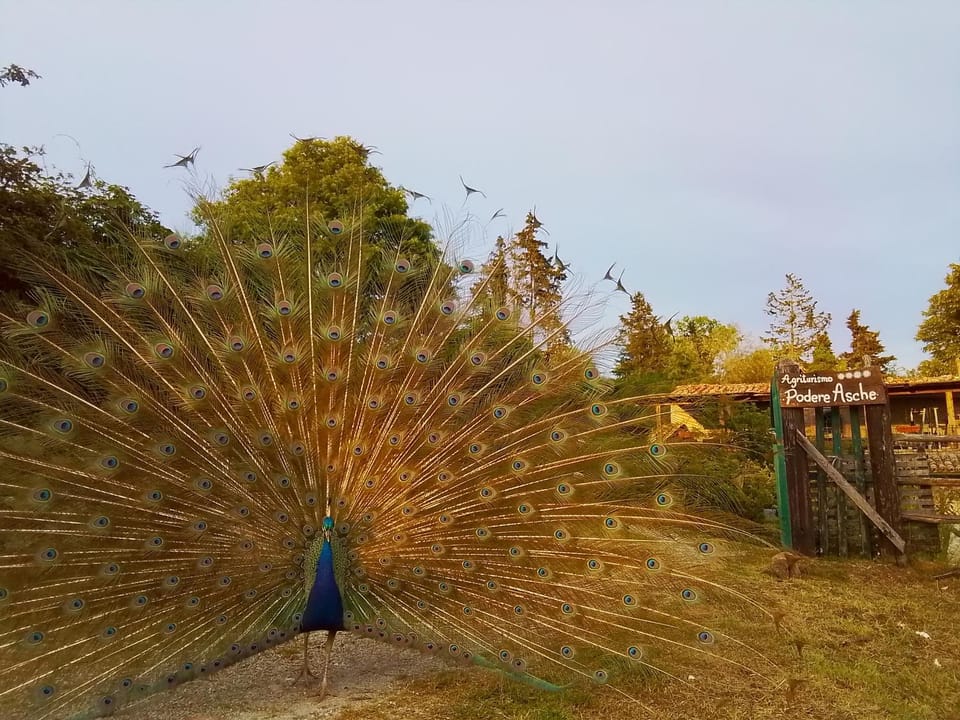Garden, Animals