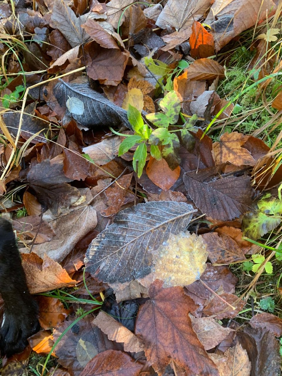 SeelenbaumlerIn Vacation rental in Schliersee