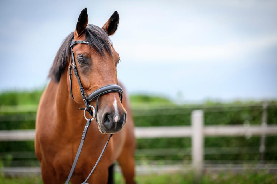 Horse-riding