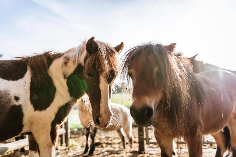 Animals