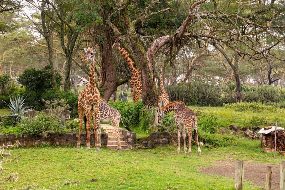 Rose Cottage Romantic Cottage in Wildlife House in Kenya