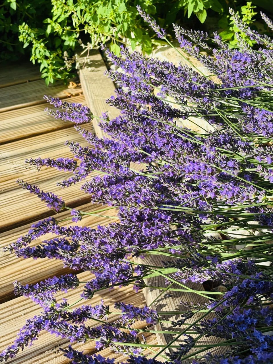L Ostau de la Treille Bed and Breakfast in Provence-Alpes-Côte d'Azur