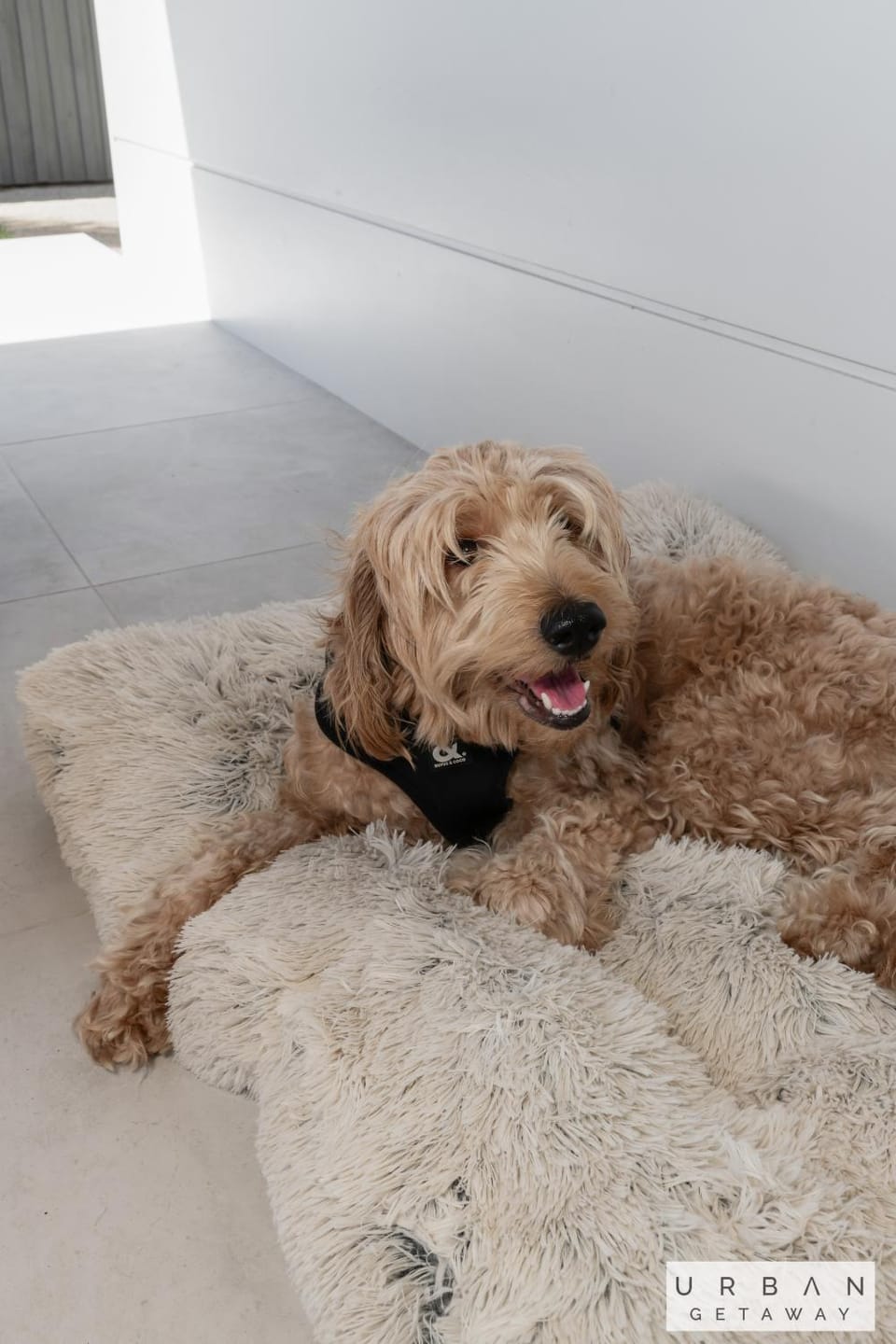 Pets, Pets, Pets, pet friendly