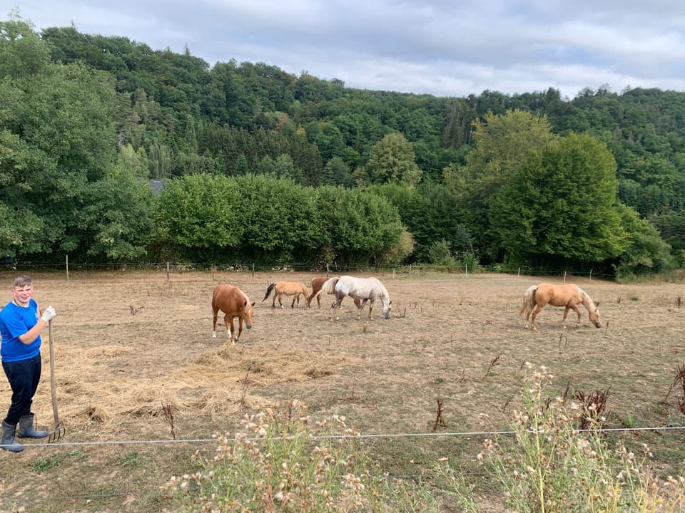 Ferienwohnungen Waldsicht und Dorfsicht Apartment in Cochem-Zell