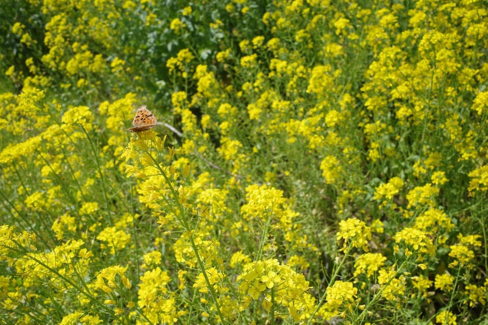 Spring, Natural landscape