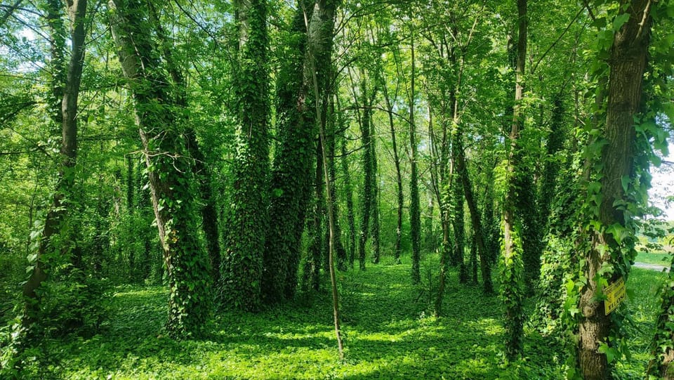 Natural landscape, Garden