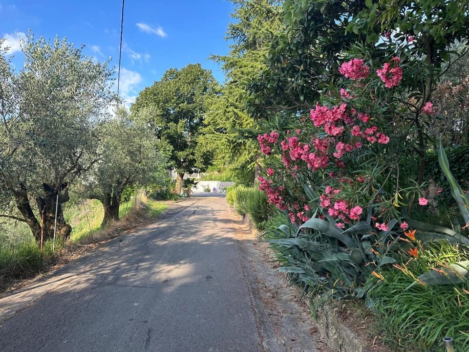 Day, Natural landscape, Garden