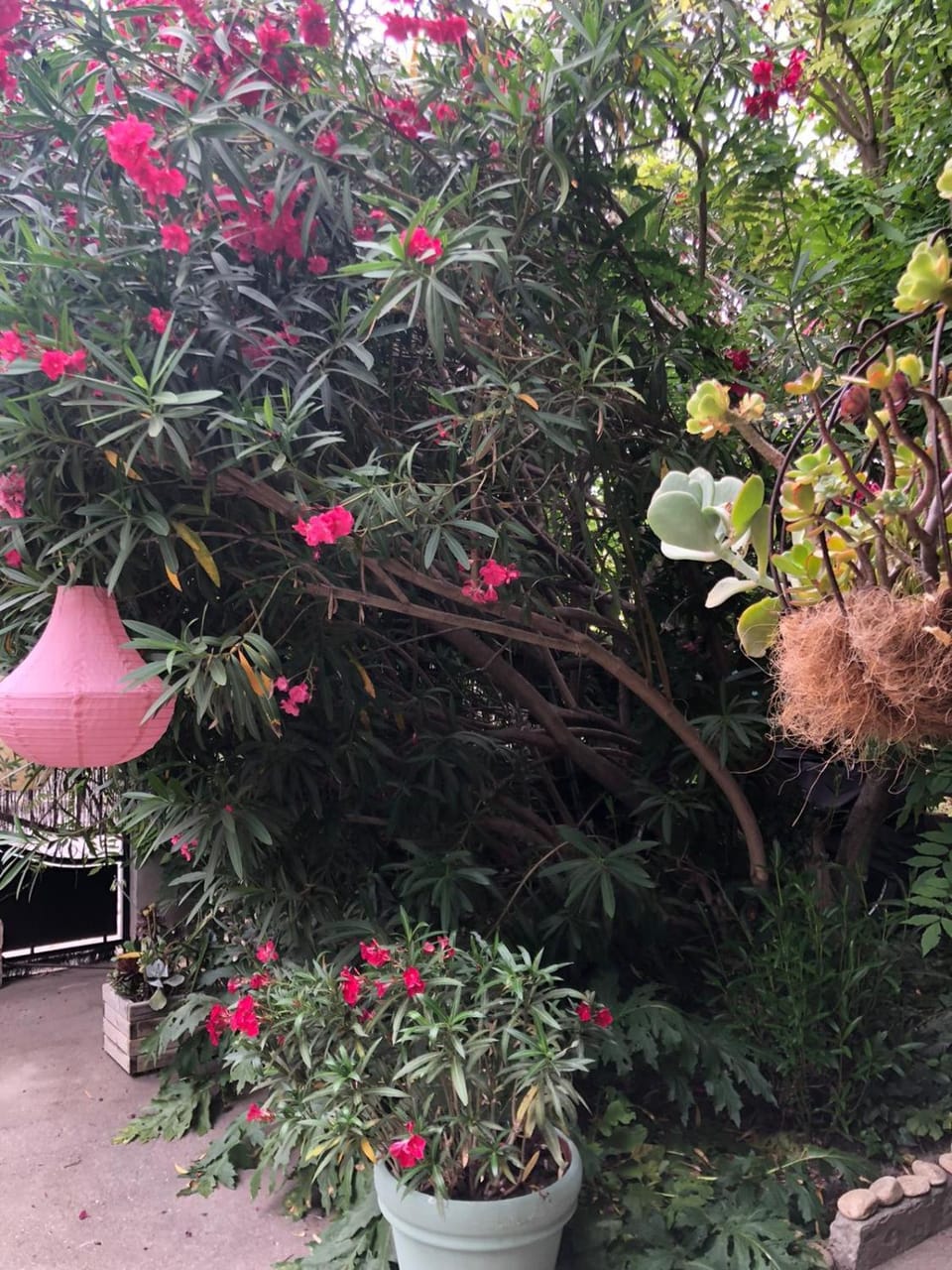 Spring, Garden, Garden view