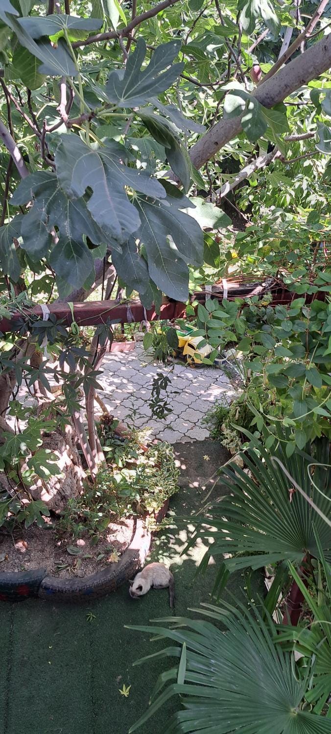 Garden view