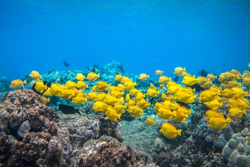 Snorkeling, Snorkeling