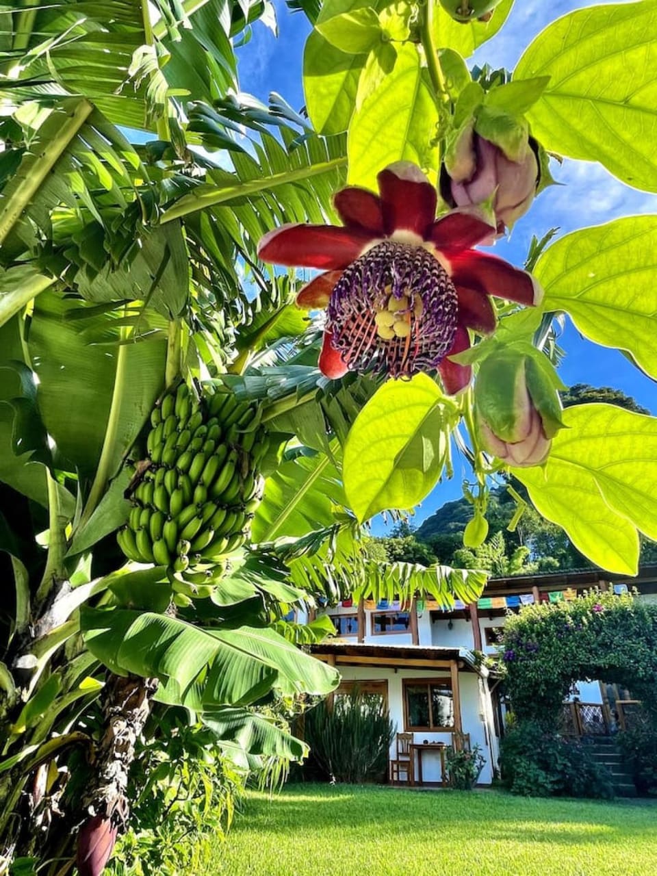 Day, Natural landscape, Garden, Garden view