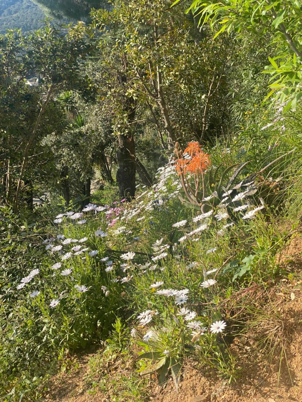 Garden view