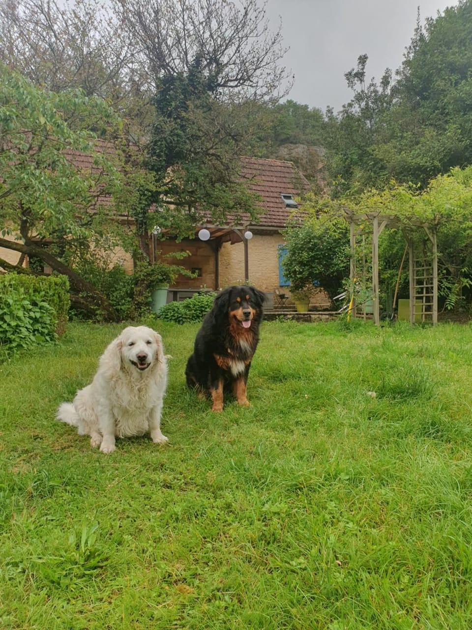 Pets