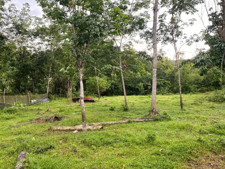 Natural landscape, Garden, Garden view