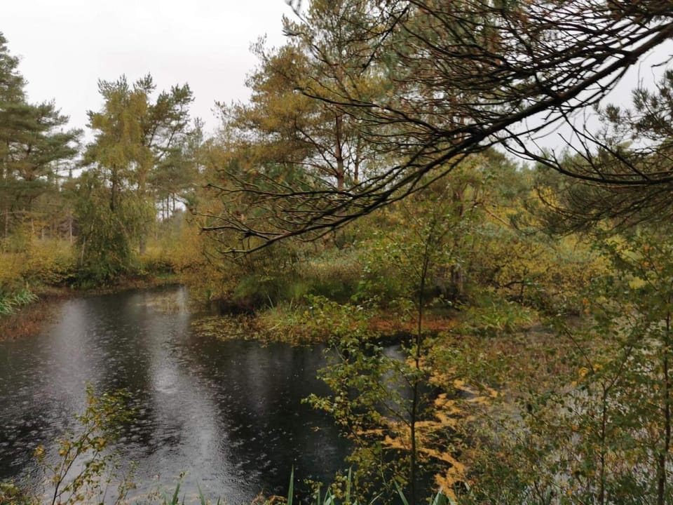 Lake view