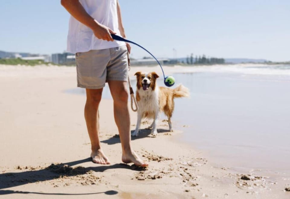 Day, Beach, Pets