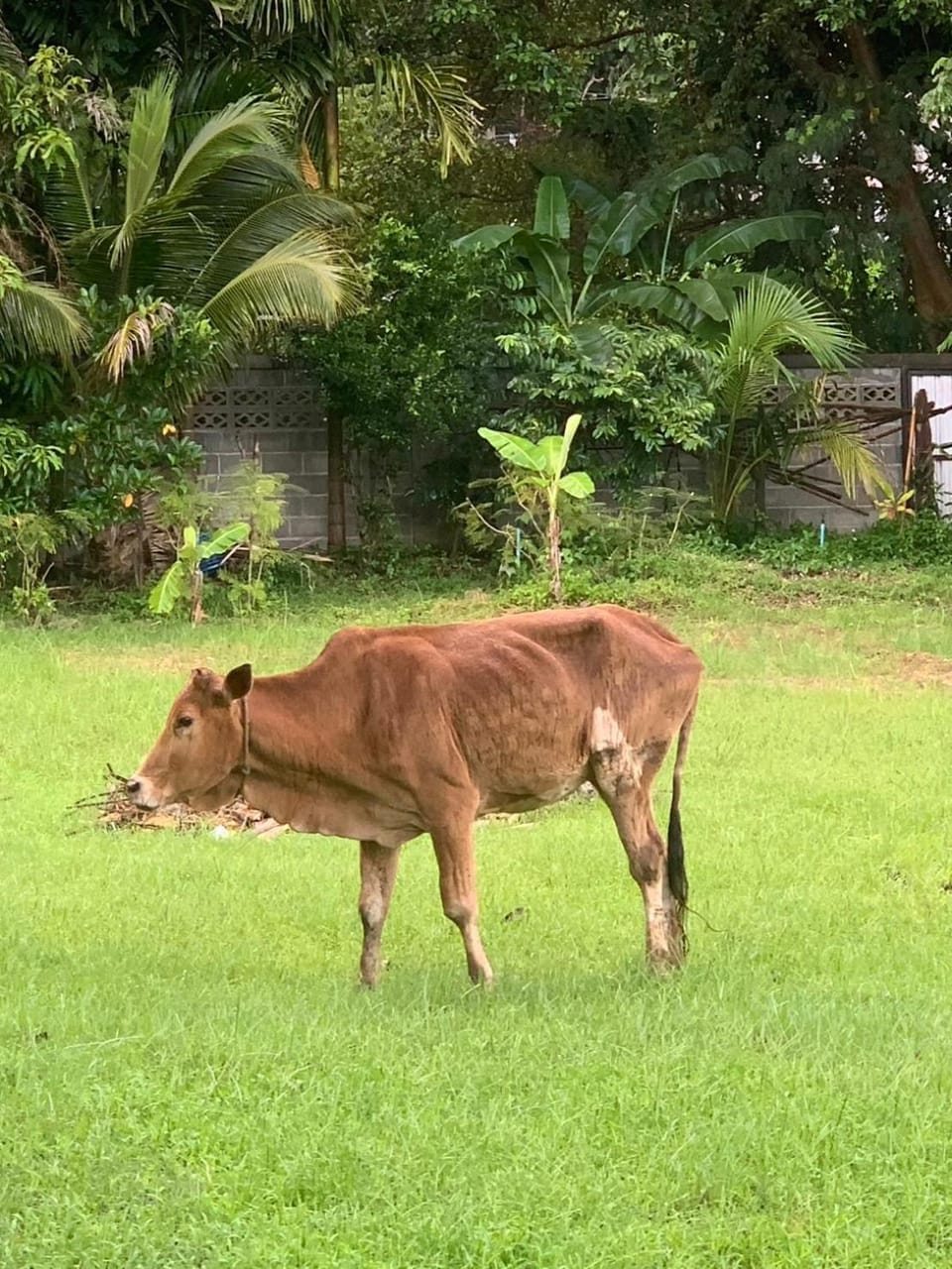 Natural landscape, Pets