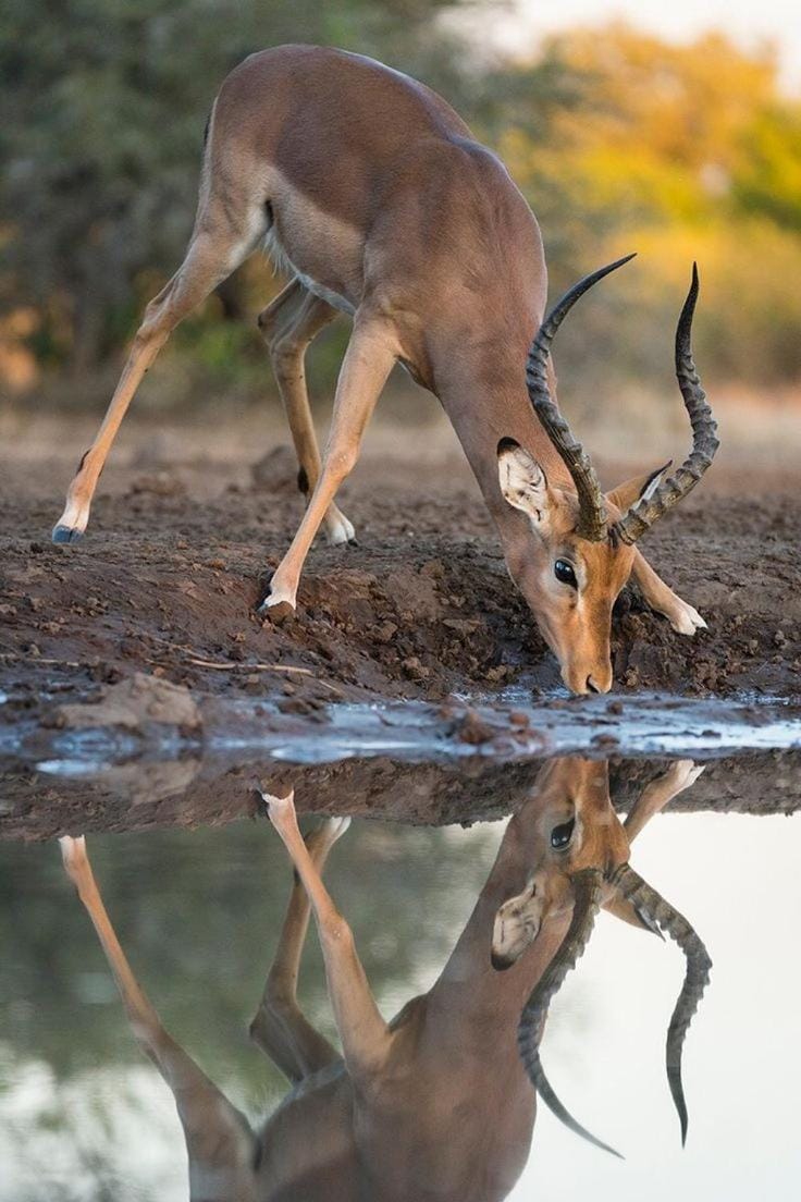 Korabi Lodge & Game Farm Campground/ 
RV Resort in Africa
