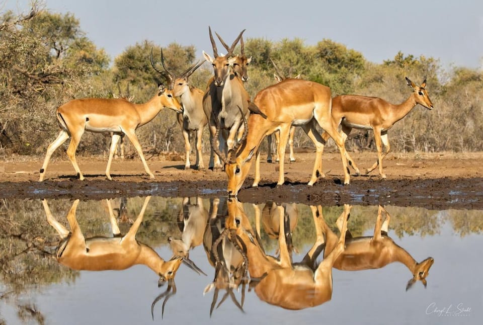 Animals