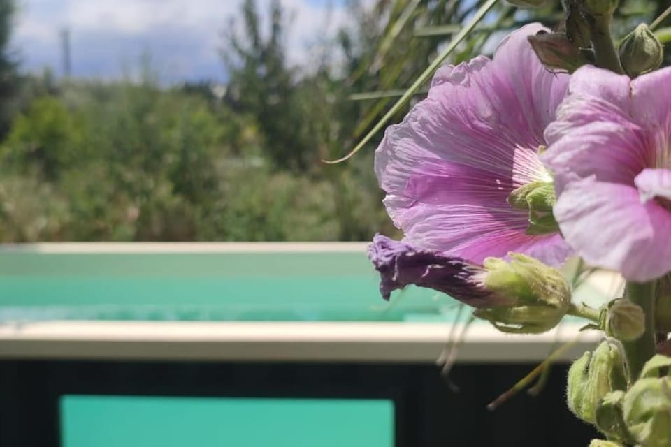 Mas Picton Maison 4 chambres dans Mas piscine proche mer House in Argeles-sur-Mer