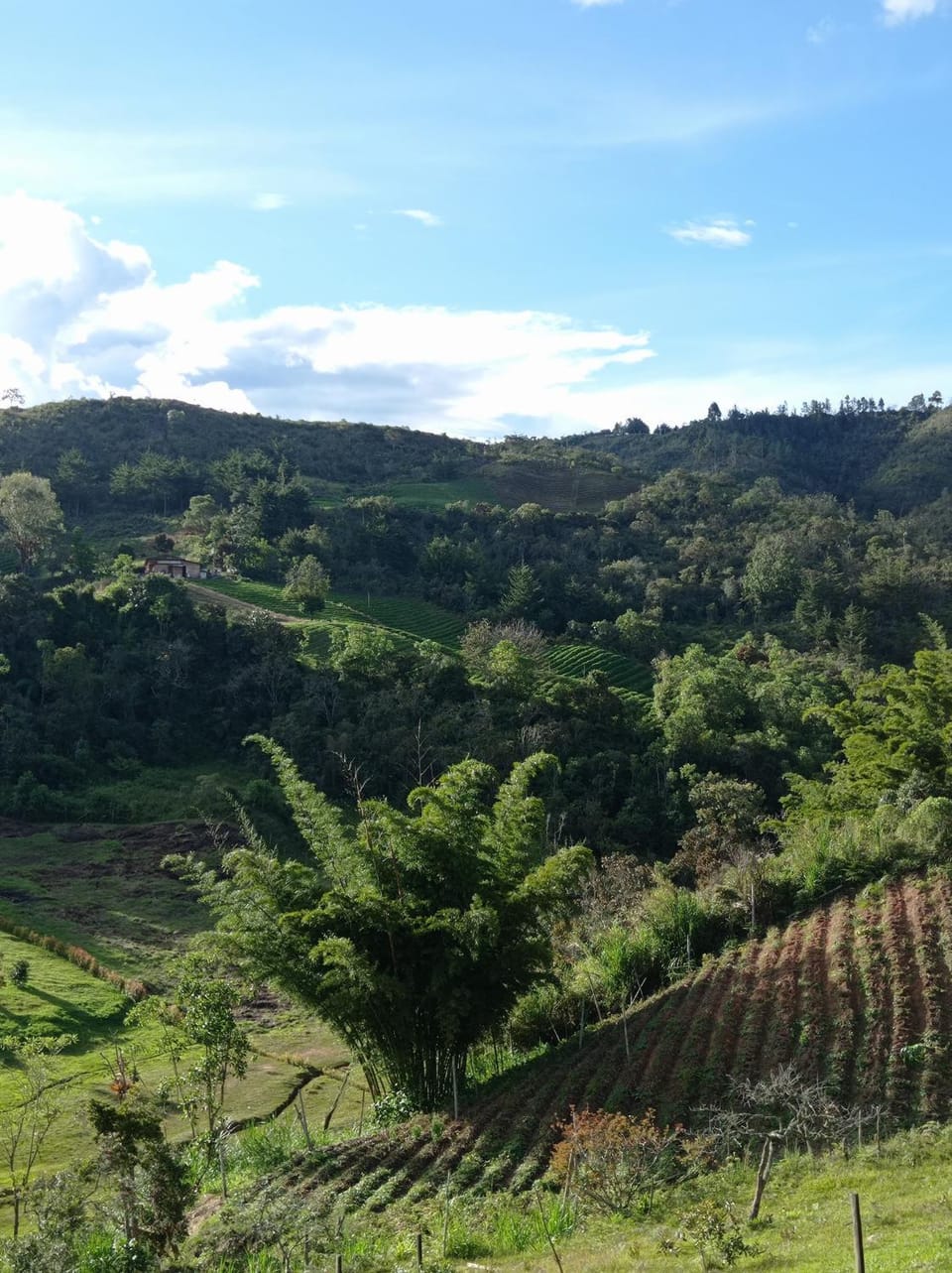 Garden, Garden view, Mountain view, Mountain view