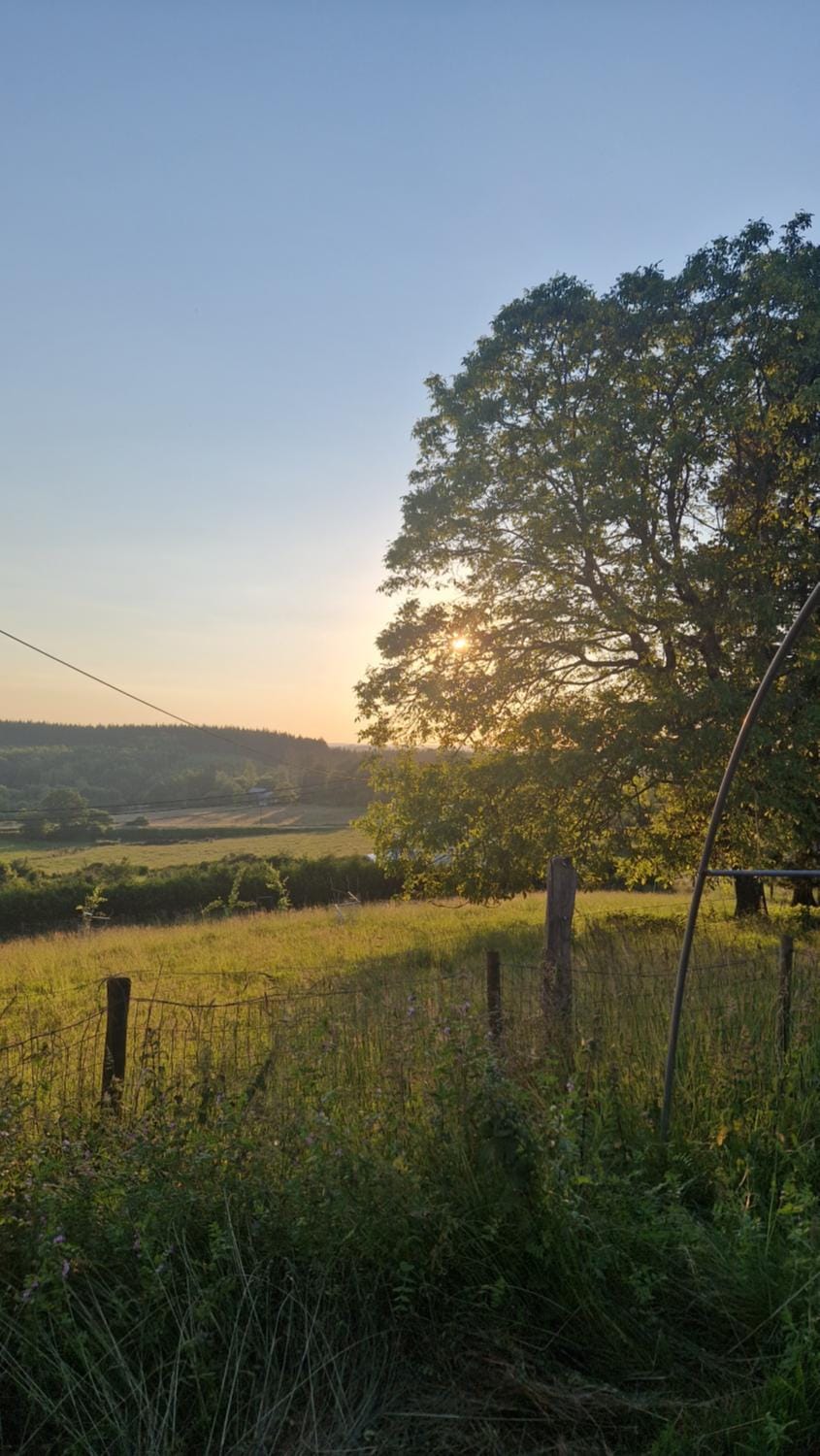 Natural landscape, Garden, Garden, Garden view, Sunset