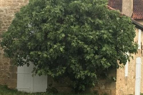 Mas du figuier Occitanie - Maison de maitre House in Occitanie