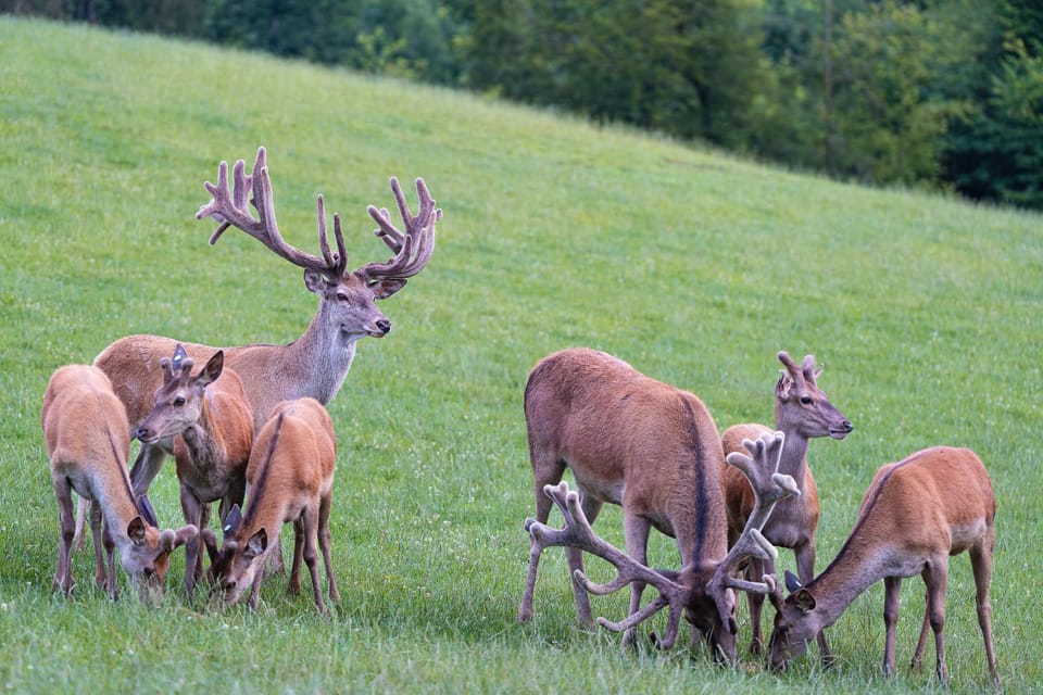 Animals