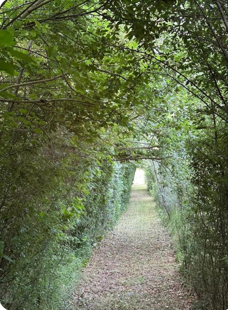 Natural landscape, Garden, Garden view