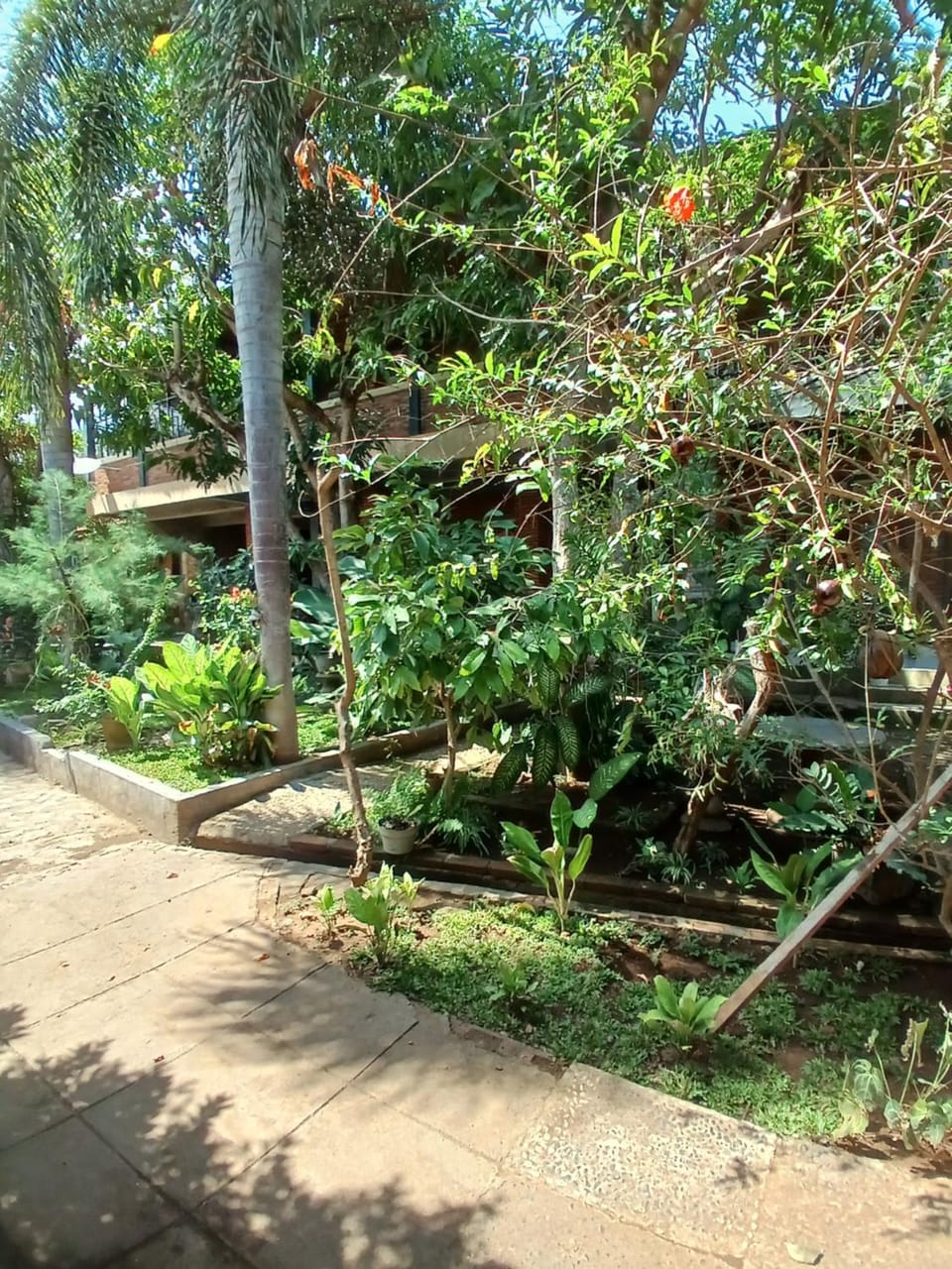 Garden view