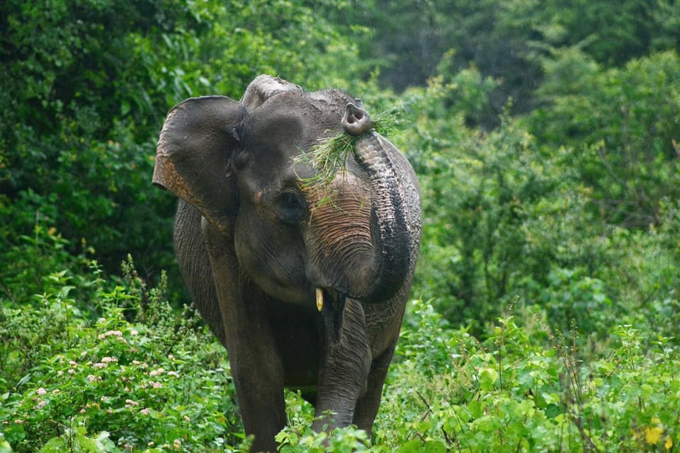 Natural landscape, Animals