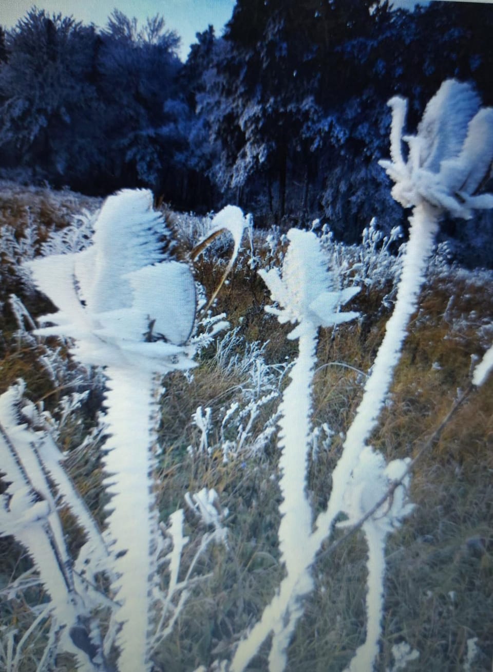 Winter
