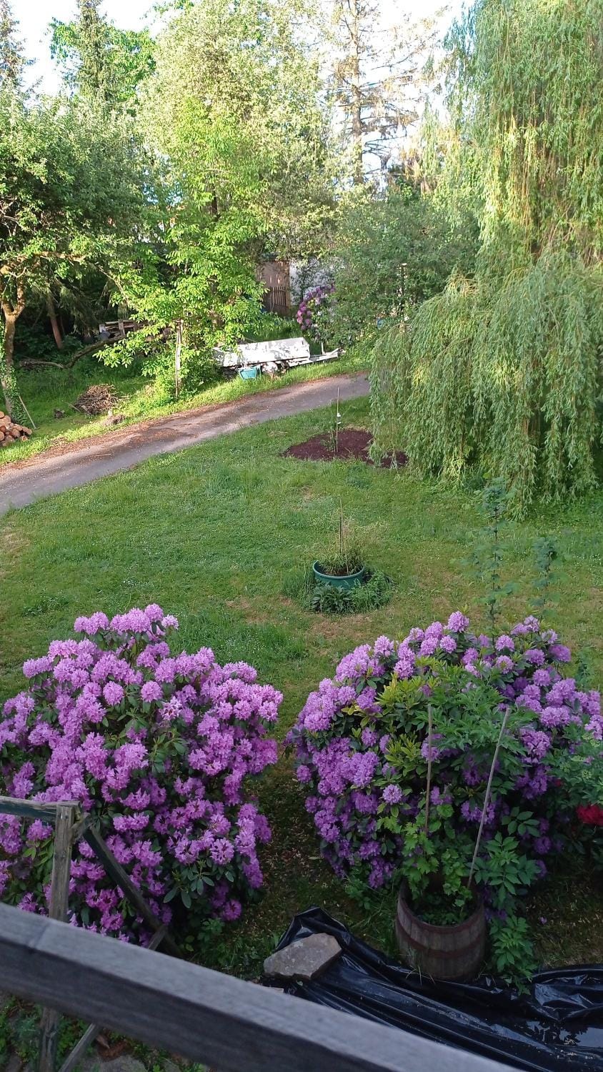 Garden view