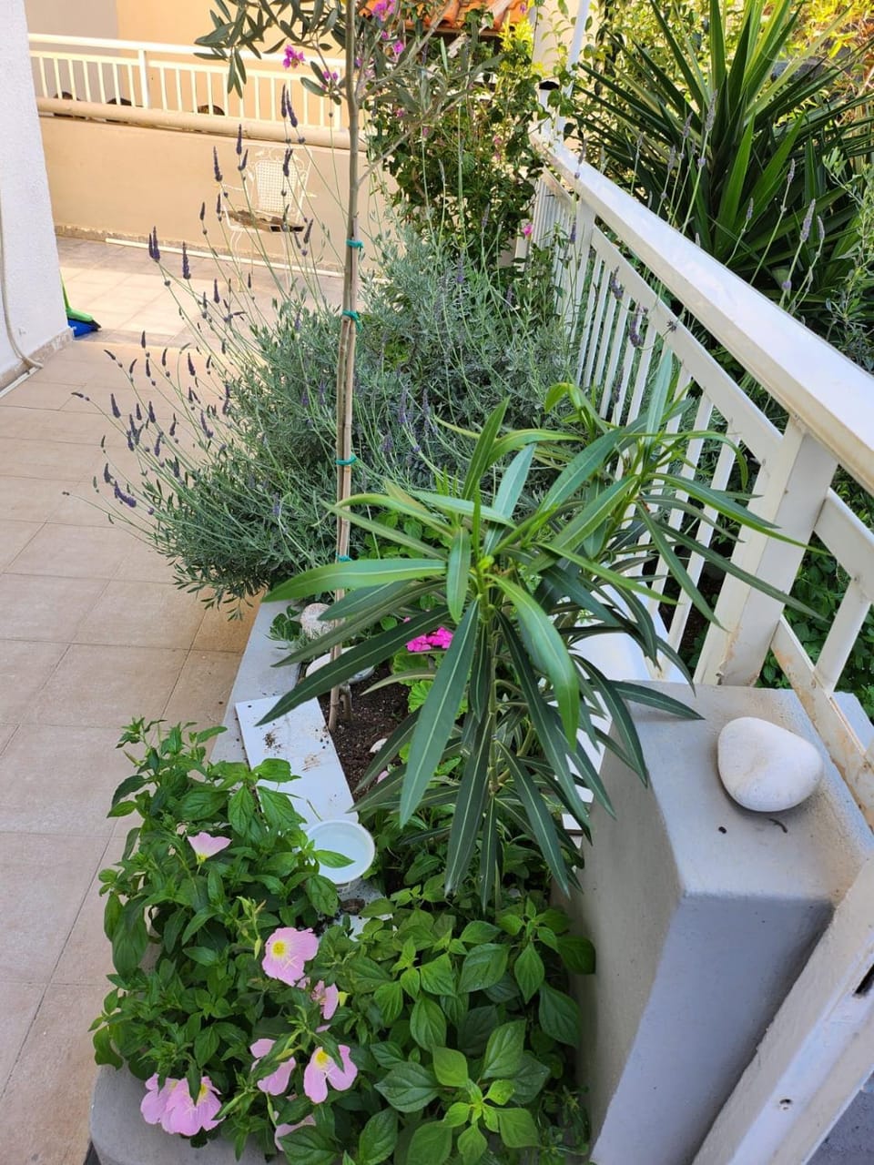 Patio, Garden, Balcony/Terrace, Garden view