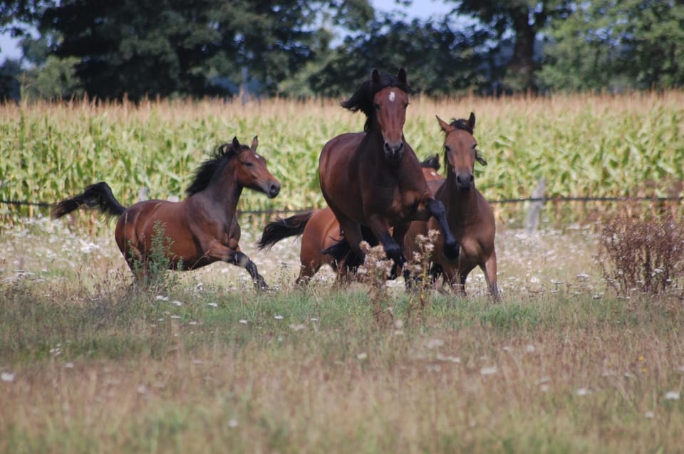 Horse-riding