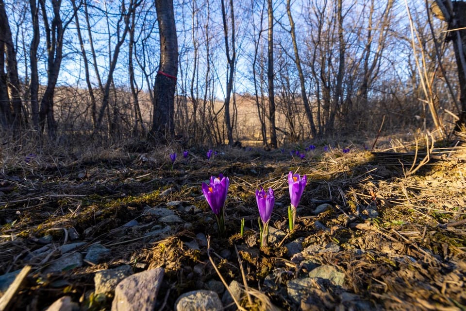 Spring, Natural landscape