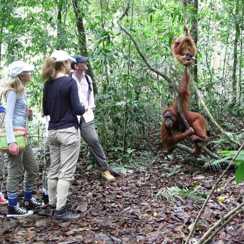 Jungle View Homestay & Guesthouse Only Stay Here Book Treking With Us Hotel in Indonesia