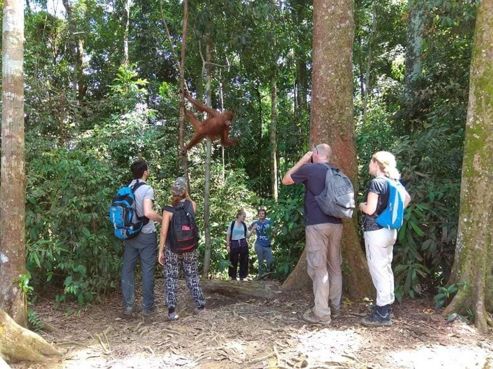 Jungle View Homestay & Guesthouse Only Stay Here Book Treking With Us Hotel in Indonesia
