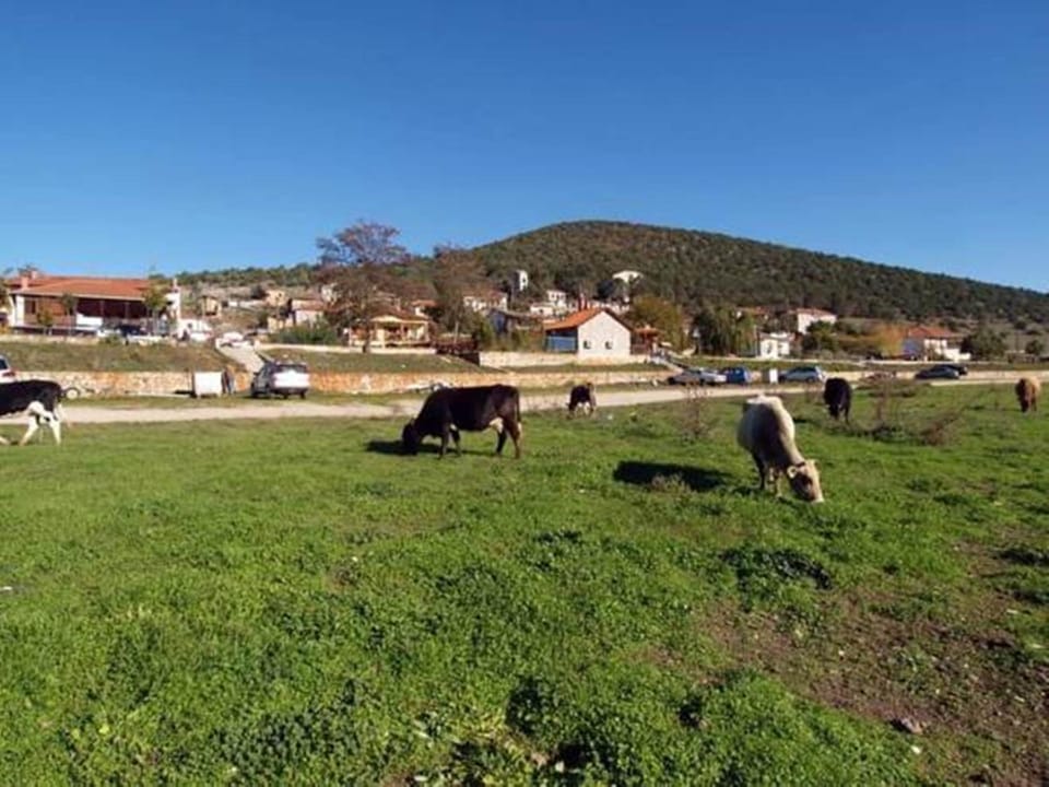 Animals