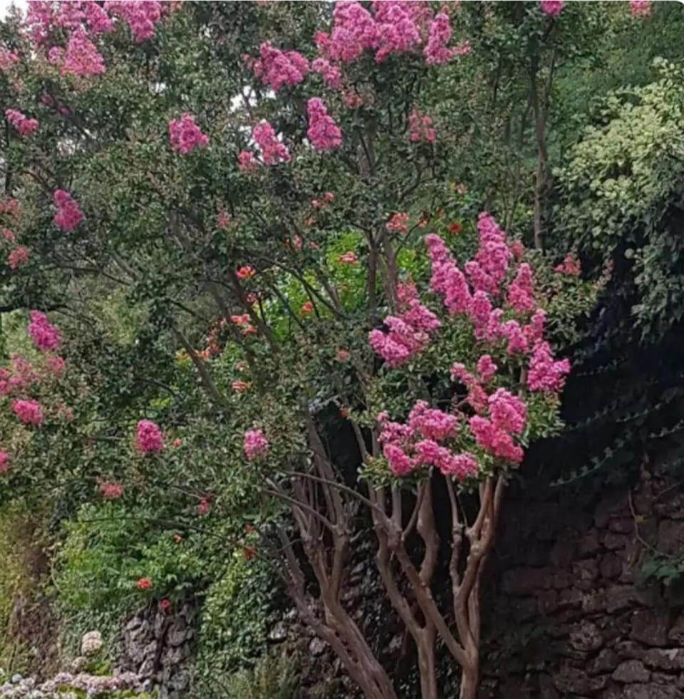Garden, Garden view