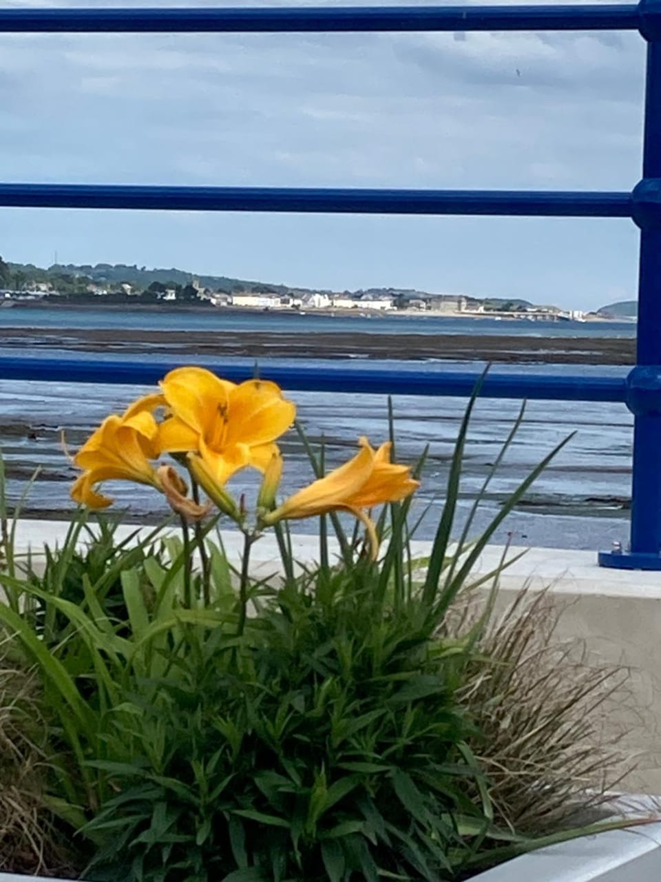 Maurice House 3 bedroom self catering townhouse House in Bangor