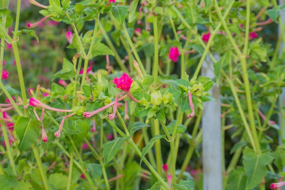 Garden, Garden view