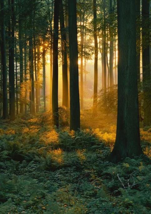 Natural landscape